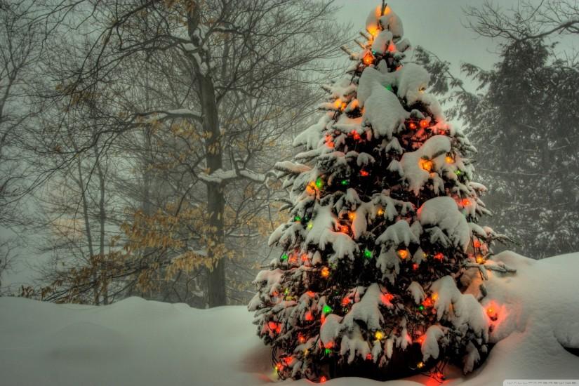 popular christmas tree wallpaper 2560x1600