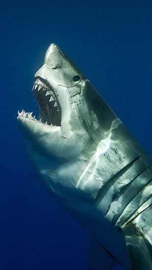 ... shark iphone 4s wallpaper hd with id 13032 free iphone wallpapers ...