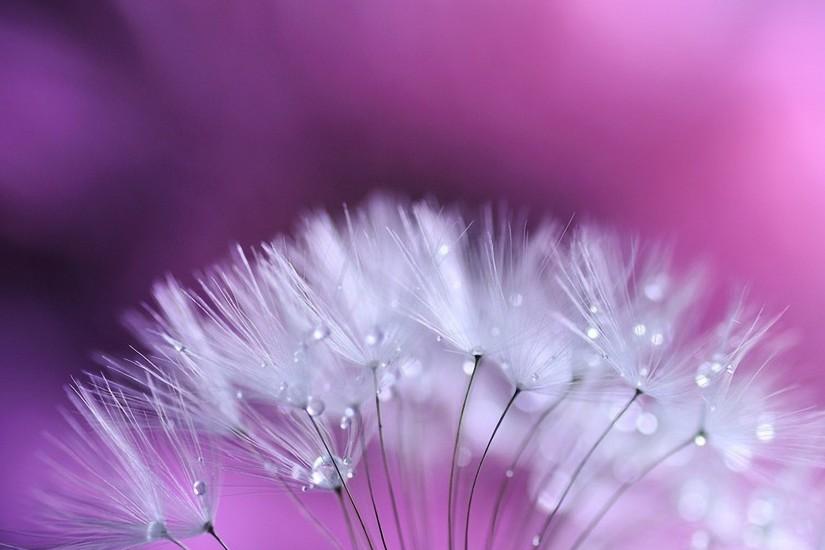 Related Wallpapers from Lavender. Dandelion High Quality Wallpaper