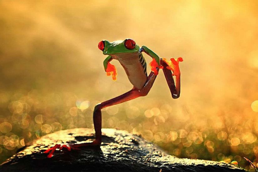 hd pics photos stunning funny crazy frog dancing attractive nature hd  quality desktop background wallpaper