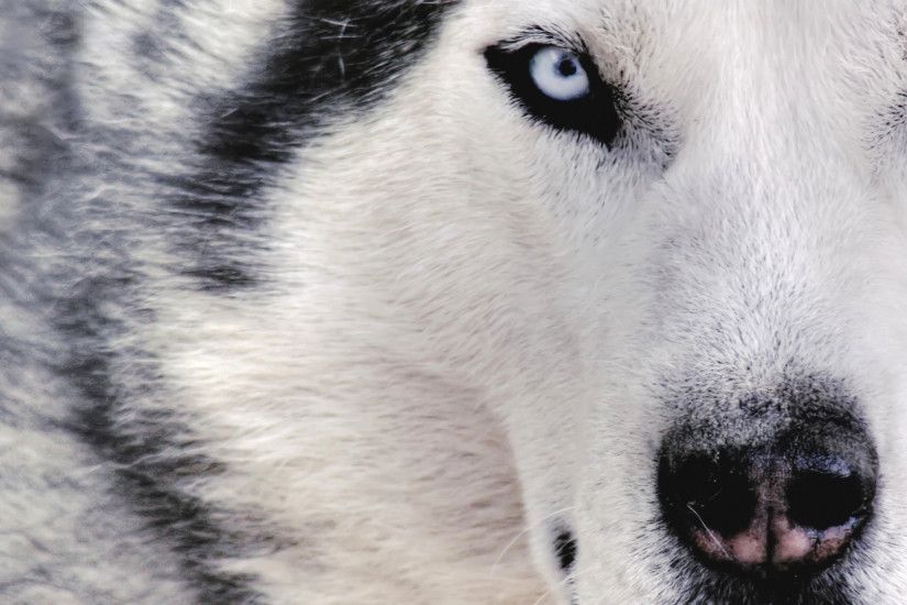 Preview wallpaper husky, dog, face, eyes, spotted 1920x1080