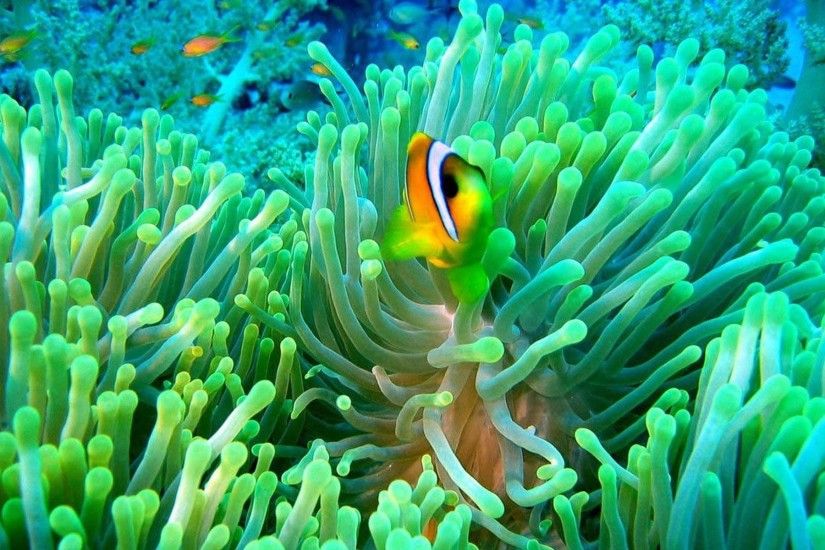 Animal - Clownfish Fish Wallpaper