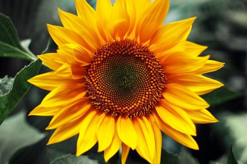 Adorable Sunflower Images Full HD, 1920x1080 px for desktop and mobile