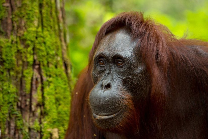 Orangutan In South Borneo Indonesia Hd Wallpaper Hig Resolution 2560x1440 :  Wallpapers13.com