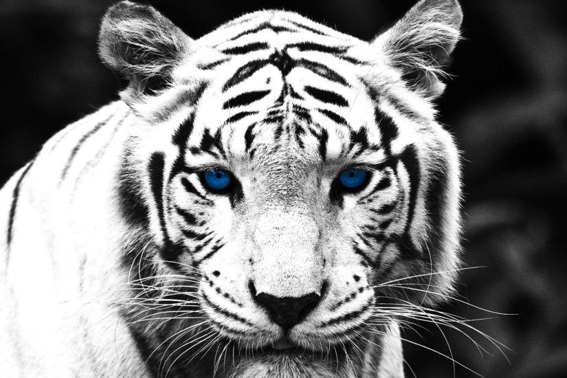 Cool White Tigers wallpapers high quality