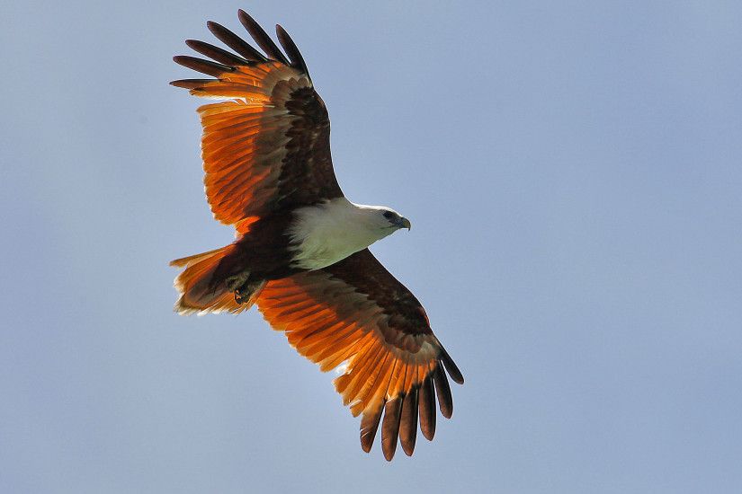 ... Flying eagle