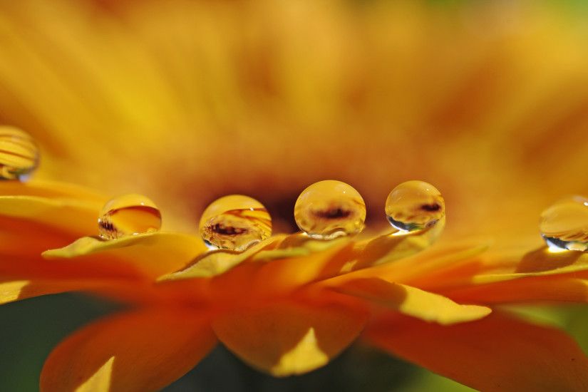 ... wallpaper Â· colorful flower macro of orange gerbera petals with dew drops  water high resolution