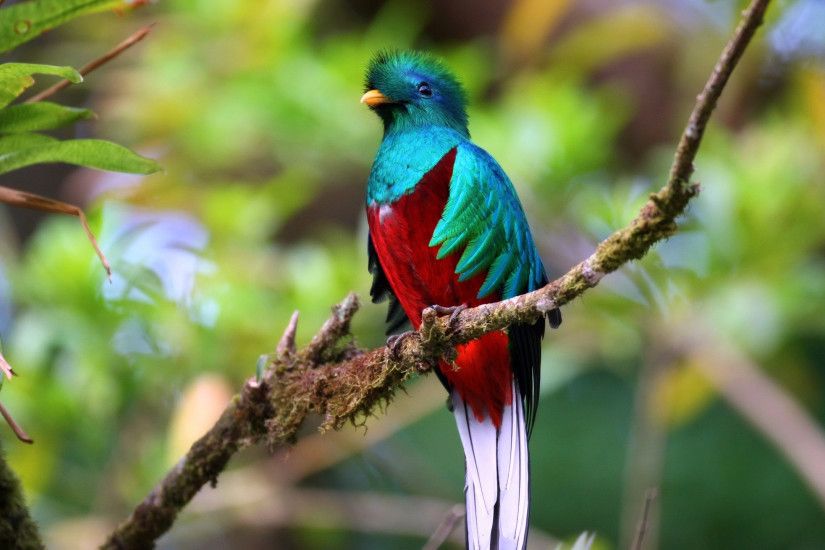 Animal - Bird Quetzal Of Guatemala Wallpaper