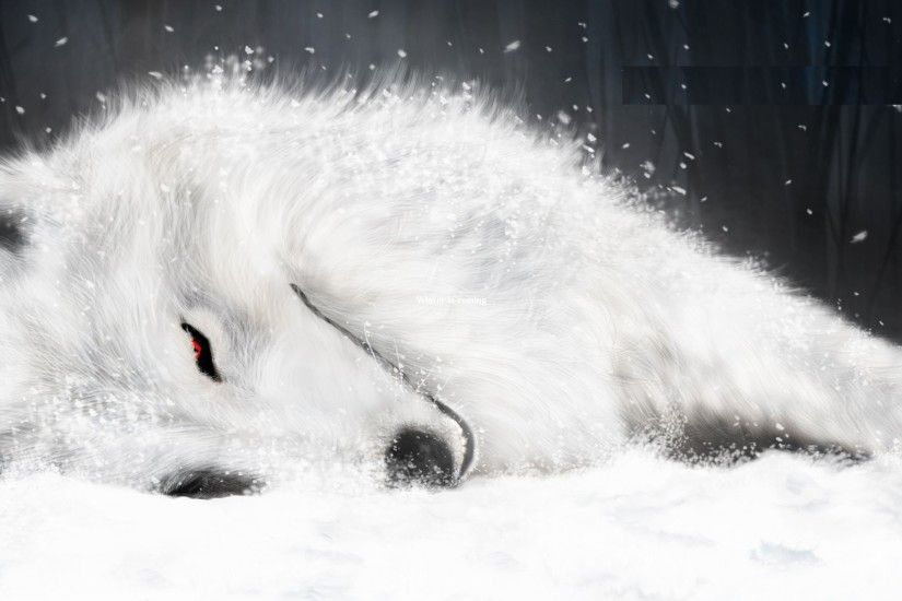 animated wolf wallpaper wallpaper