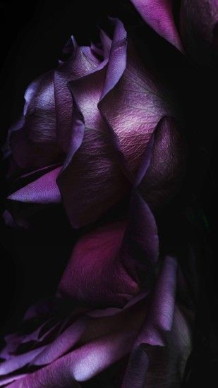 Pure Elegant Rose Flower Macro #iPhone #6 #wallpaper