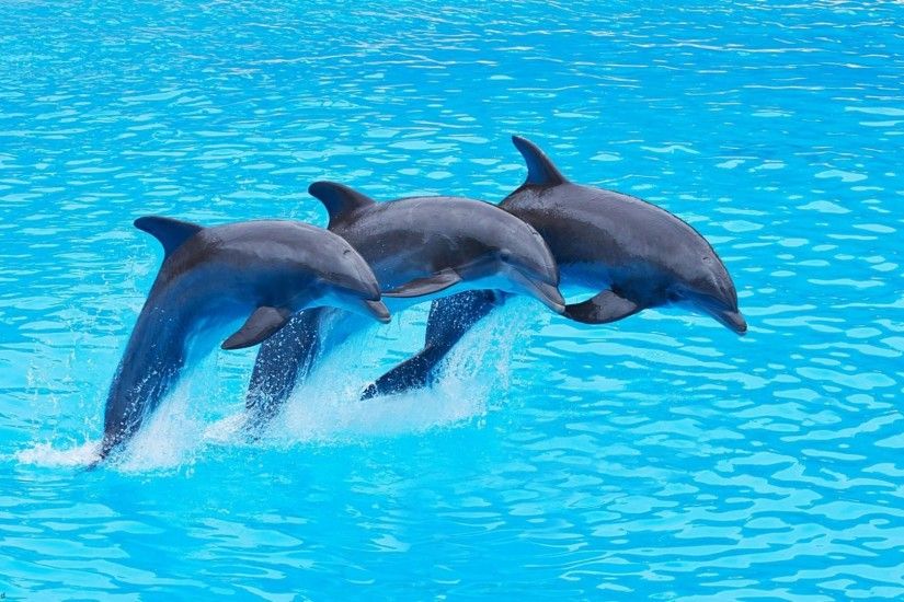 wallpaper.wiki-Dolphin-Pictures-HD-images-PIC-WPB009189
