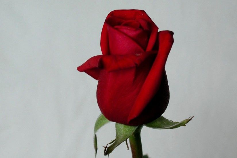 rose, photo