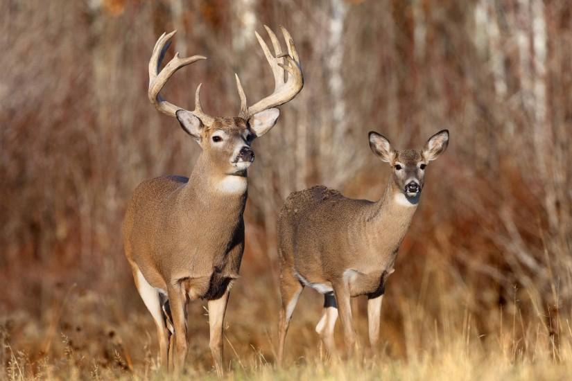 Deer Hunting Wallpapers HD.