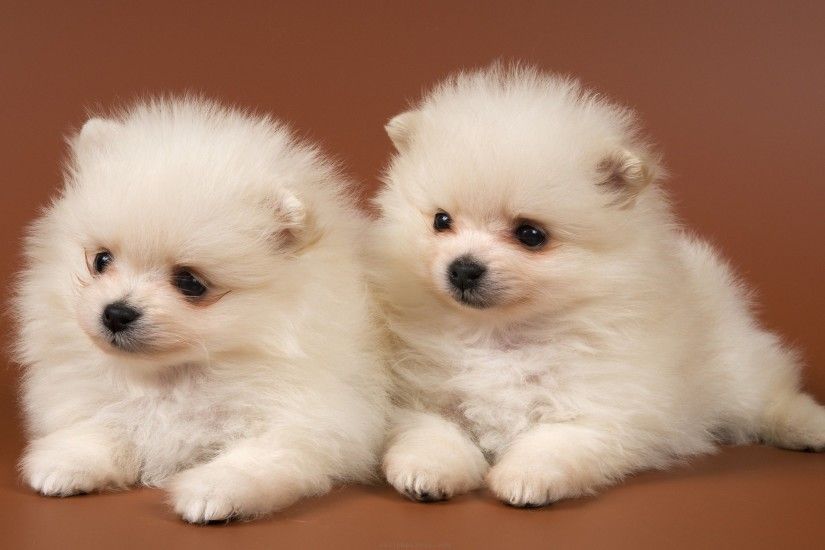 ... Cute Dogs And Puppies Wallpapers Wallpaper Cave Cute Puppy Wallpaper
