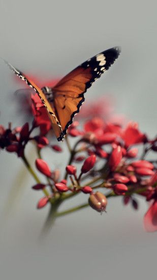 Nature Butterfly Flower Red iPhone 8 wallpaper