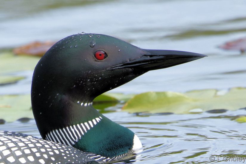 Common Loons return to the same wintering site year after year -  BirdWatching