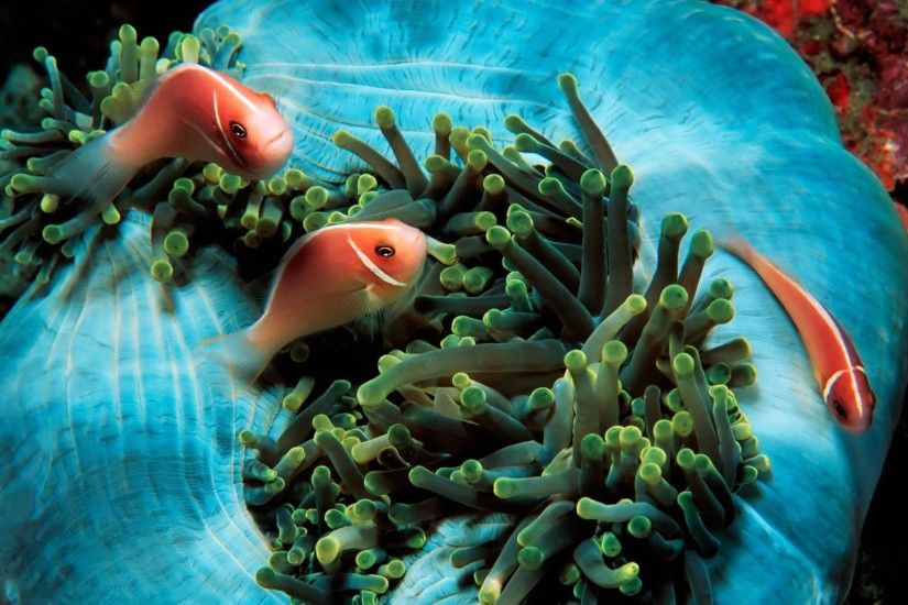 Clownfish & sea anemone wallpaper