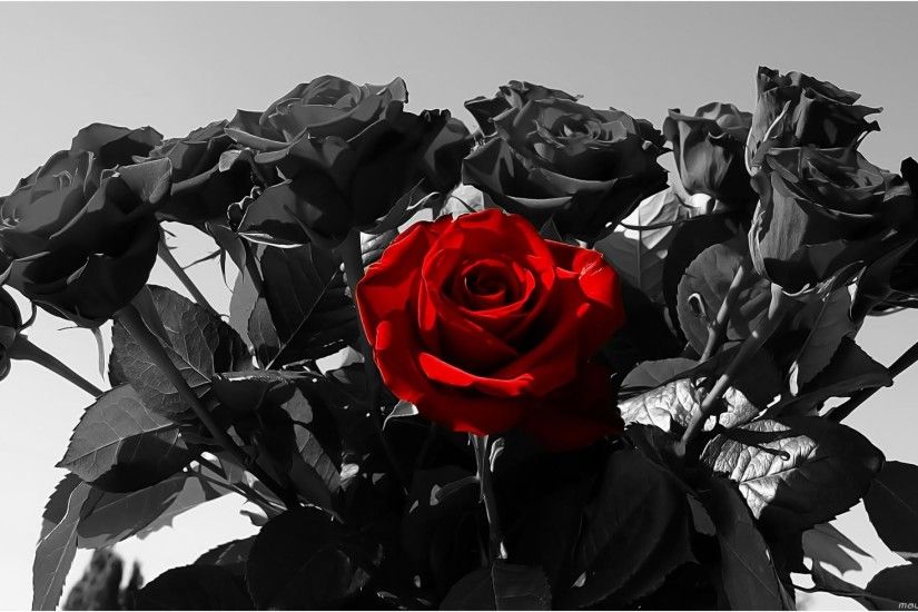 Red And Black Rose Wallpapers 12 Widescreen Wallpaper