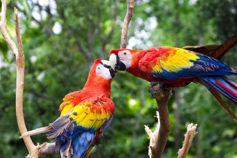 Cute love birds colorful parrots HD desktop wallpapers free