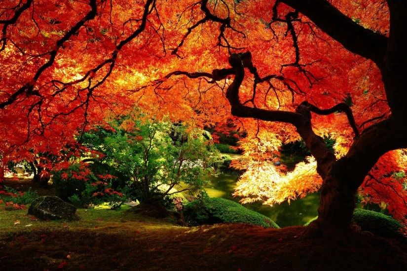 Beautiful autumn tree HD Wallpaper 1920x1080 Beautiful ...