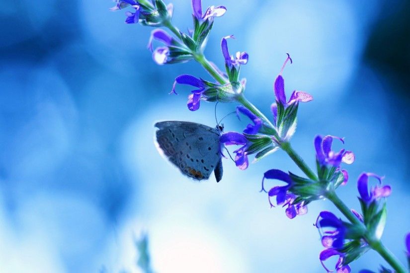 flower blue butterfly reflections background