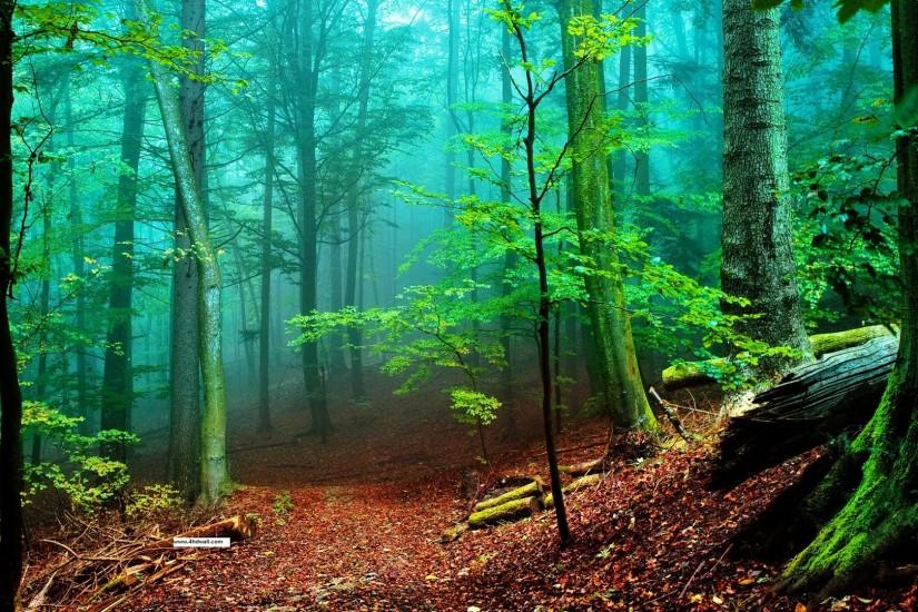 animated HD forest image