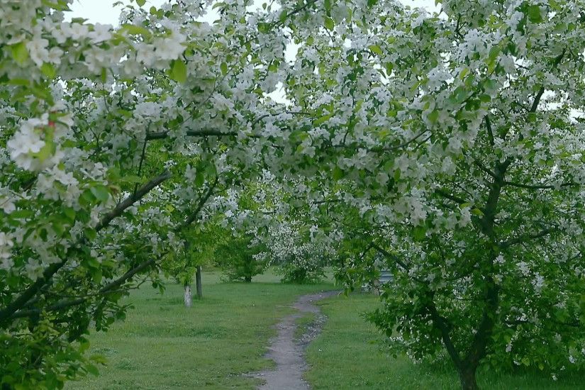 Green white branches of blossom apple tree above path way springtime.  Camera shifting movement foreground. Dolly in white flowers green grass  background.