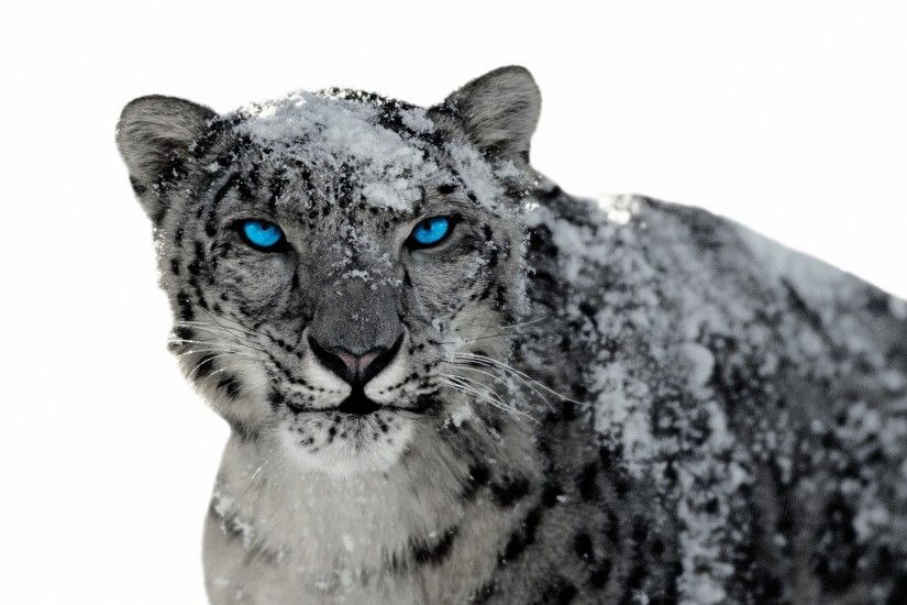 3840x2160 snow leopard 4k Ultra HD wallpapers