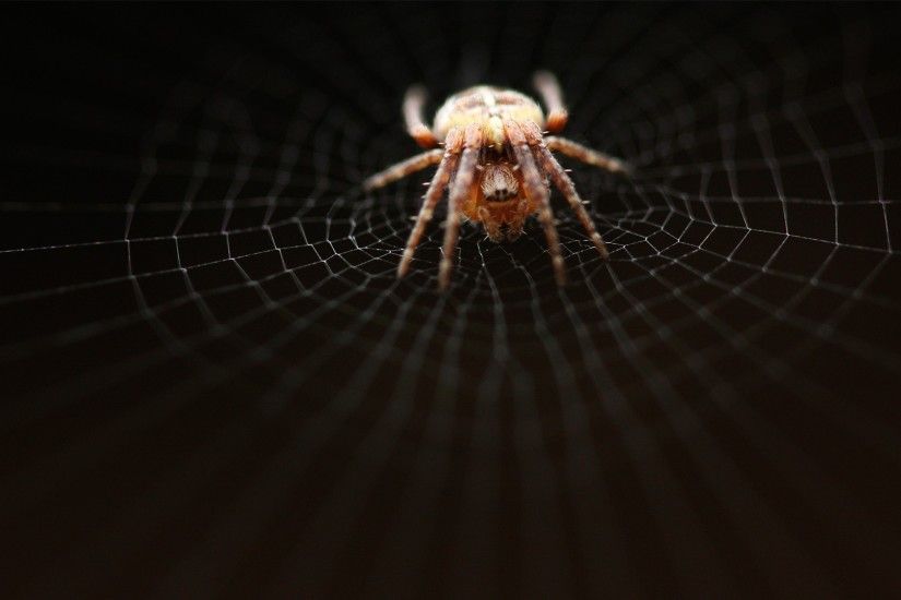 1920x1080 Halloween Spider Webs - Wallpaper #37575