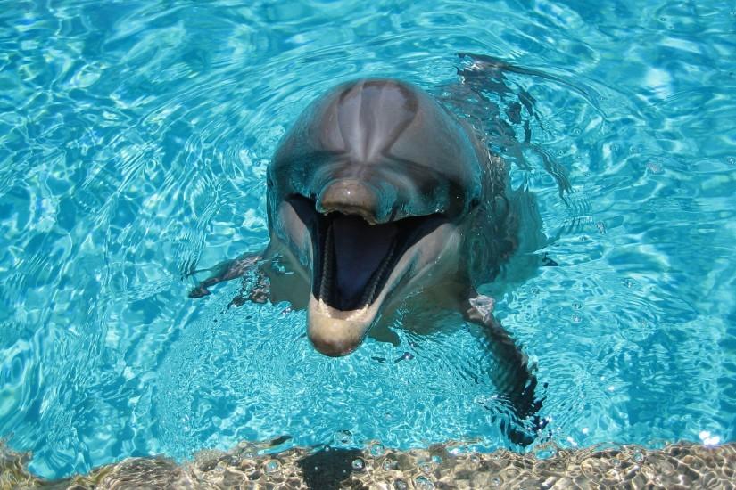 Happy dolphin in the pool wallpaper