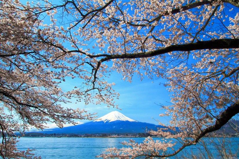 Sakura And Mount Fuji Mac wallpaper