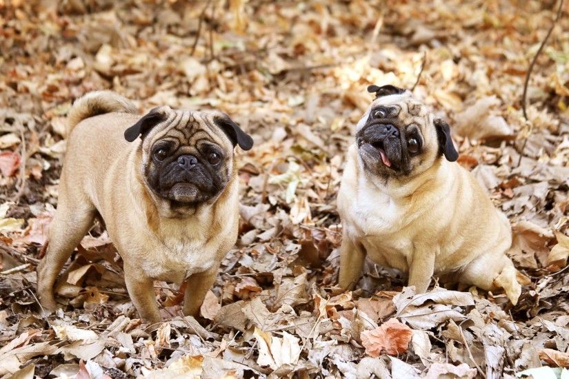 Preview wallpaper pug, foliage, dogs, funny 2048x1152