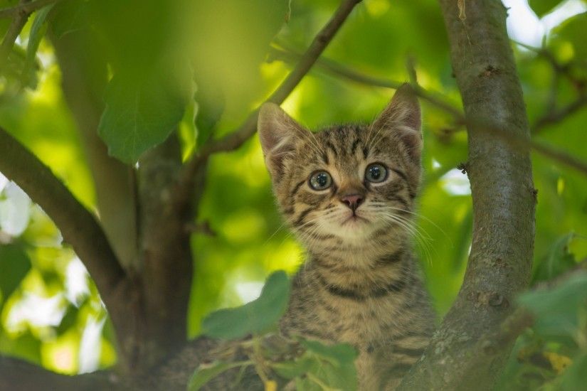 Kitten, Tree, Cute, Cat