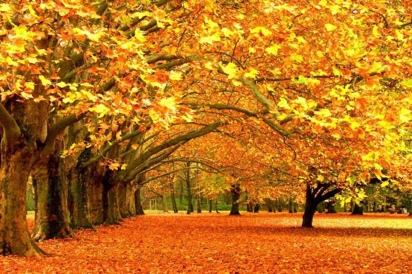 1281 Fall Backgrounds