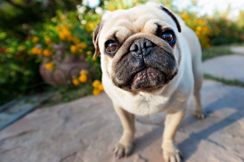 Cute Pugs Wallpapers Full HD with HD Wide Wallpapers