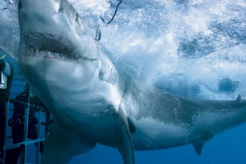 Preview wallpaper shark, sea, attack, water 3840x2160