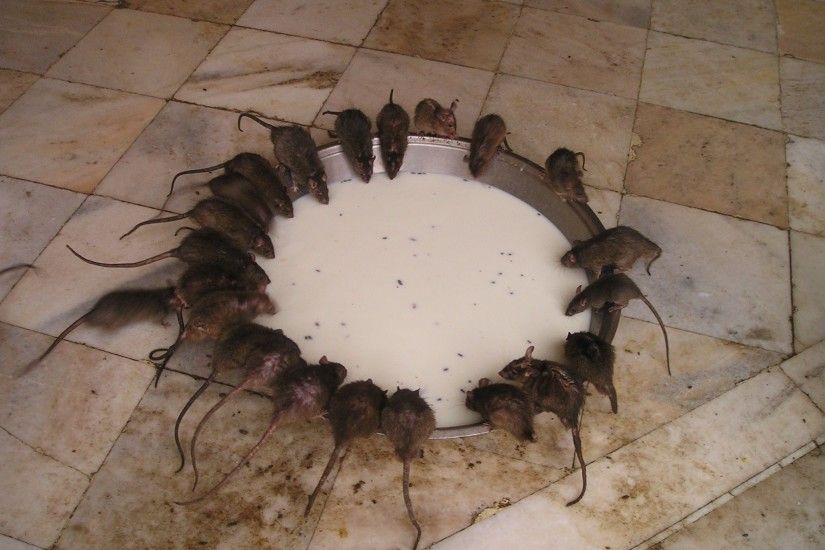 pack of rats drinking milk