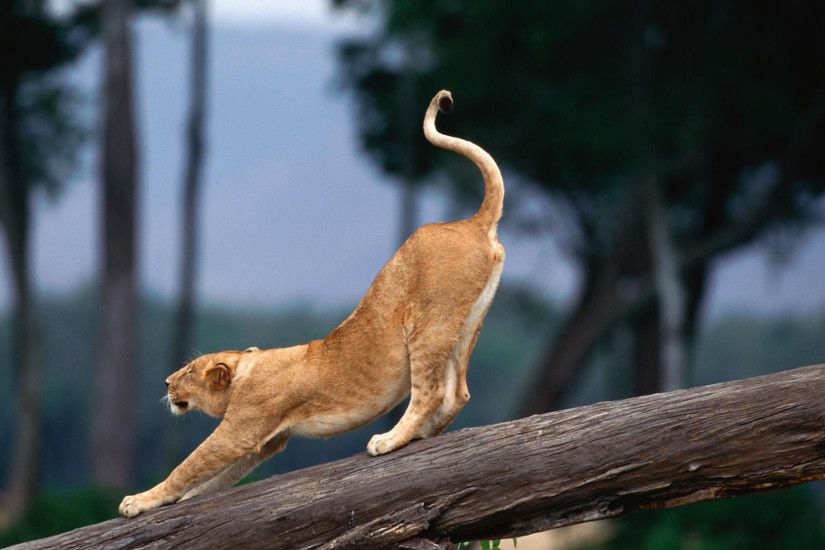 lion cub stretching 1080p