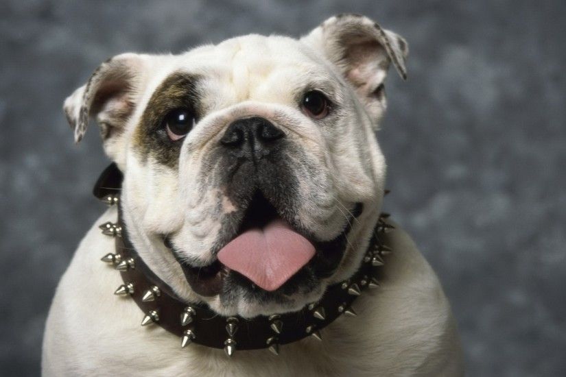Bulldog Wallpapers | Fun Animals Wiki, Videos, Pictures, Stories