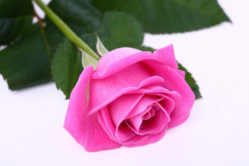 Pink Rose Wallpapers High Quality | Download Free ...