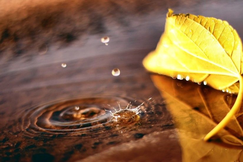 macro leaf puddle drop fall autumn wallpaper hd background wallpapers free  amazing cool tablet 4k high definition 1920Ã1080 Wallpaper HD