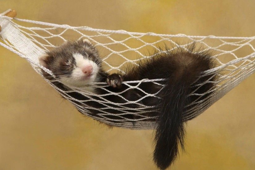 Ferret Full HD Wallpaper and Background Image | | ID:437236