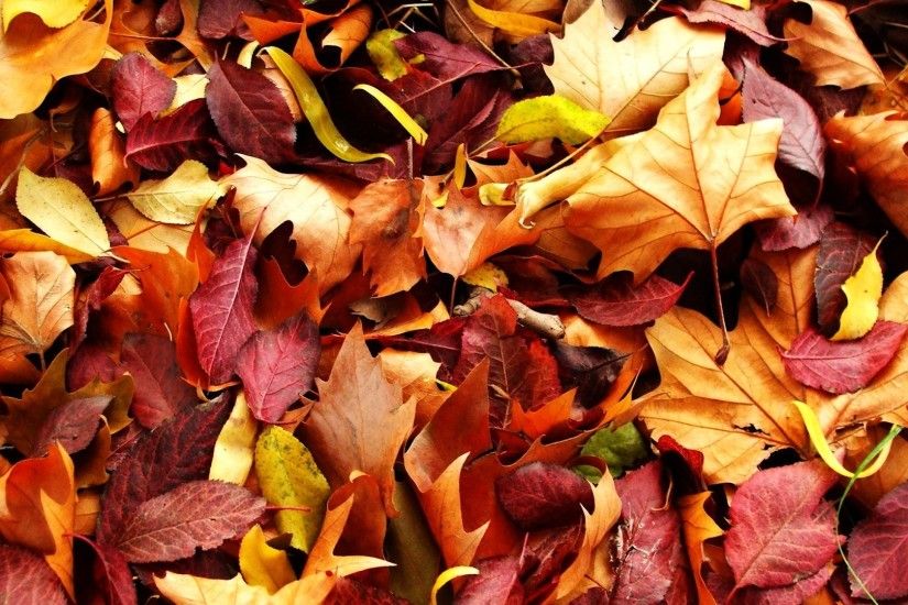 leaves autumn. Â«Â«