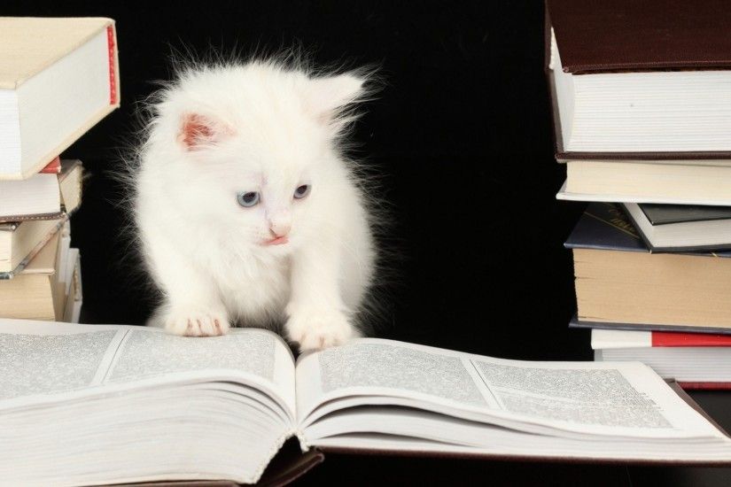 Best images about Kitten wallpaper on Pinterest Cats Sweet