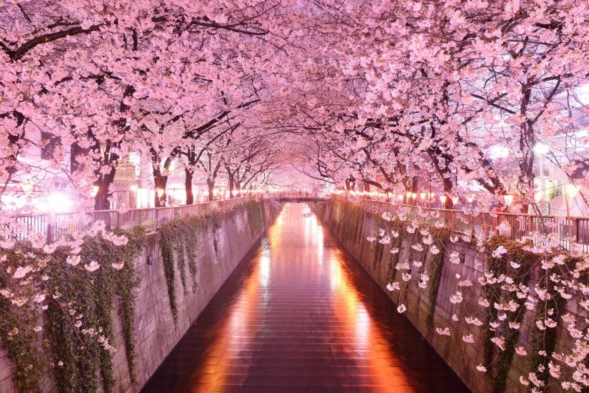 cherry blossom desktop wallpaper pictures free
