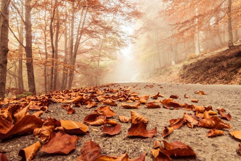 Leaves - Trees Foggy Leaves Beech Macro Road Misty Autumn Deciduous Forest  Nature Landscape Wallpaper Desktop
