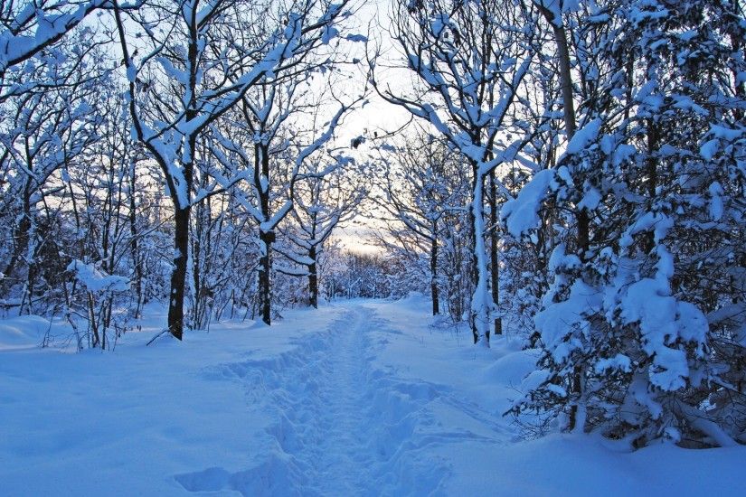 Nature Trees Forest Trail Snow Path Winter Wallpaper Hd Ipad