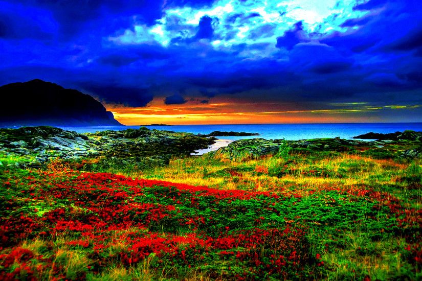 Red flowers on the coast HD wallpaper