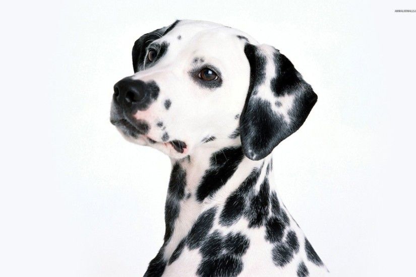 Dalmatian HD wallpaper #285012