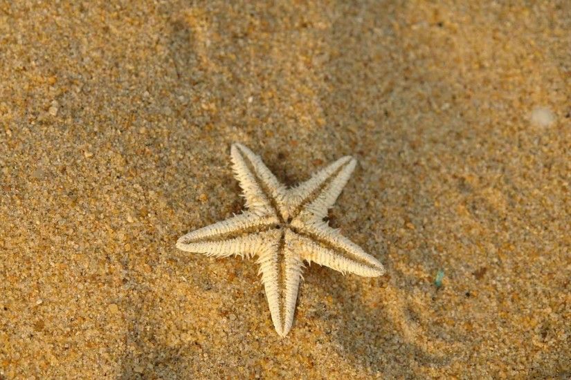 Nature Sand Starfish Background Iphone 6 Alamnaturecom